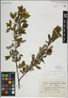 Foto von Salix myrsinifolia Salisb.